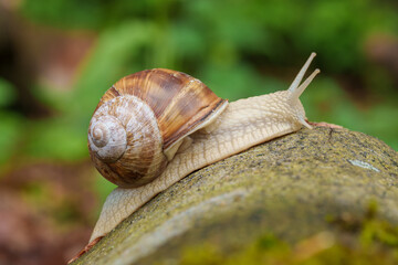 A snail crawls on a rock amidst grass in a natural landscape