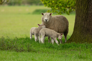 Obraz premium Sheep and lambs, A mother sheep and her two twin lambs in Springtime. A tender moment between mum and her babies in lush green field. East Yorkshire, England. Landscape, horizontal. Space for copy.