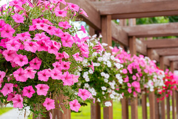 Flower pots with colorful petunia outdoor, floral street decor in public place. Pink, red and white petunia hanging in flowerpots in park, summer terrace.