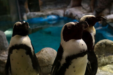 penguins in the zoo