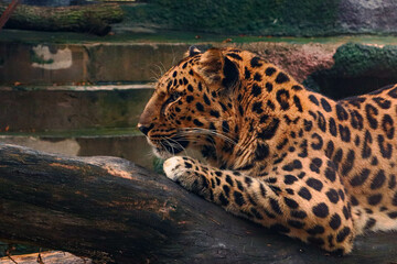 The Amur leopard (Panthera pardus orientalis) lies on a log in the zoo.