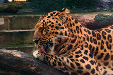 The Amur leopard (Panthera pardus orientalis) lies on a log in the zoo.