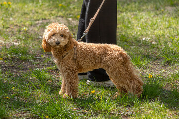 A four-legged friend. Thoroughbred dog. Raising a puppy. Faithful companion. Peculiarities of the breed. Four paws. A source of positivity. Dog playground. Animal life.