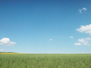 Fototapeta premium green field and blue sky