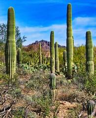 Arizona Sonora Desert Tucson