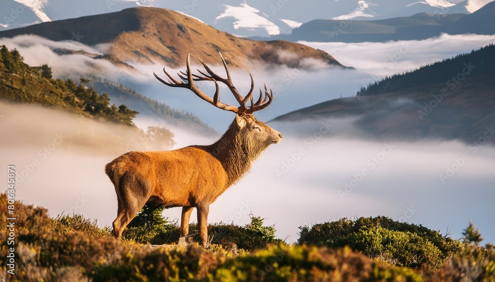 Wall mural red deer stag in the mist - Wall murals