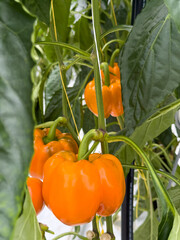 Orange bell peppers on the bush