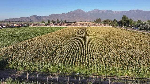 campos de Choclos en la ciudad