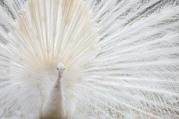 Obraz premium weißer pfau