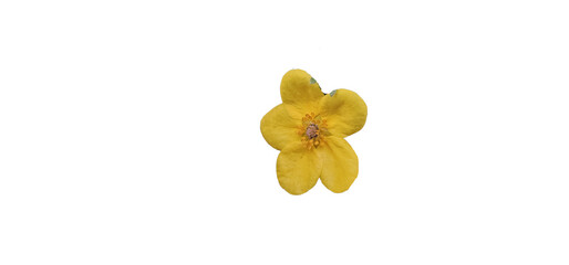 A beautifully yellow, radiant flowering finger bush isolated