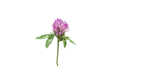 Meadow clover on a white background, cut out