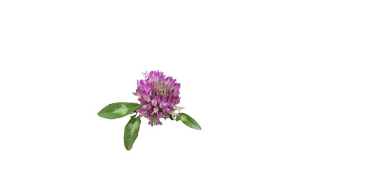 Meadow clover on a white background, cut out