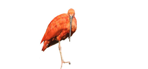 Scarlet Ibis on a white background, cut out