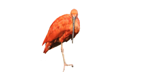 Scarlet Ibis on a white background, cut out