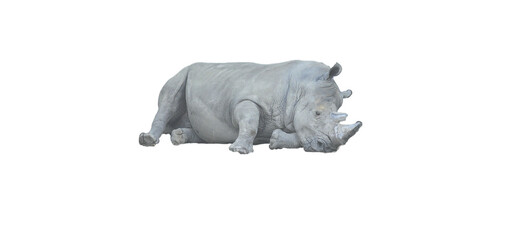 Rhinoceros on a white background, cut out