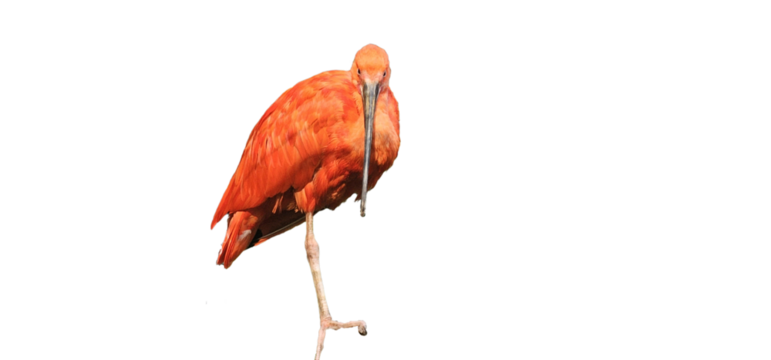 Scarlet Ibis on a white background, cut out