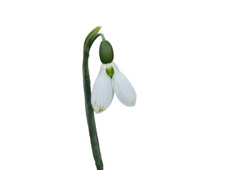 Beautiful bright white blooming snowdrops isolated