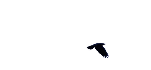 Side View Silhouette Bird In Flight Isolated