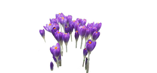 Beautiful bright purple blooming crocus isolated