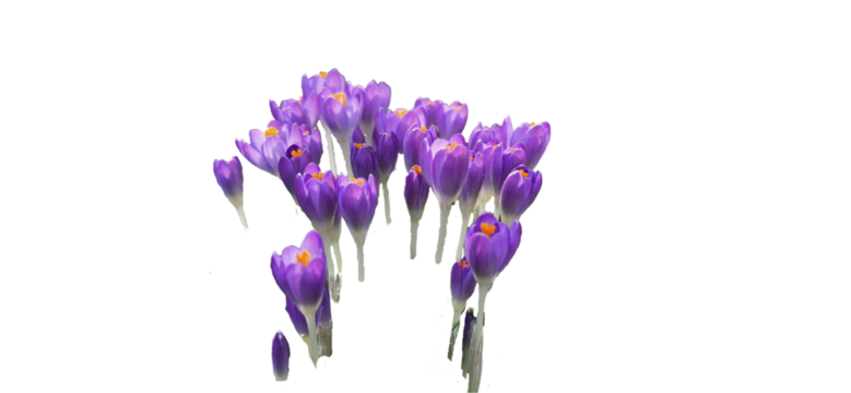 Beautiful bright purple blooming crocus isolated