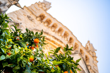 Picturesque scenery in Sóller where the defocused Sant Bartomeu church facade harmonizes with a vibrant orange tree, epitomizing the essence of Sóller's natural beauty and architectural splendor.