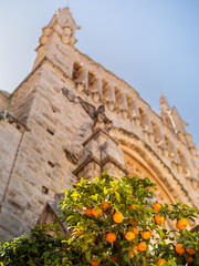 Timeless allure of Sóller, showcasing the Sant Bartomeu church facade in a dreamy defocused view from Constitution square, adorned by vibrant orange trees bearing the emblematic fruits of the region.