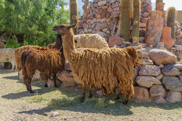 Obraz premium Group of llamas on a farm in Jujuy, Argentina.