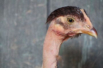 Close up of a featherless bird s head against a wooden surface