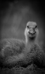 Close up of a gosling in black and white