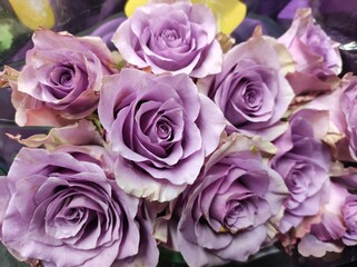 Bouquet of purple roses