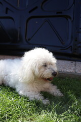 white Bolognese dog playing on the grass