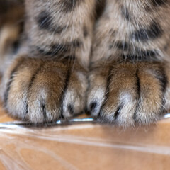 close up of bengal cat paws and legs with leopard sports 