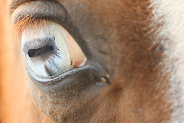 Closeup of a brown horses eye with long eyelashes, wrinkles, and fawn fur