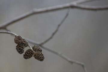 Little mini pinecones on a branch 