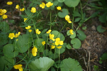 yellow flowers in the garden