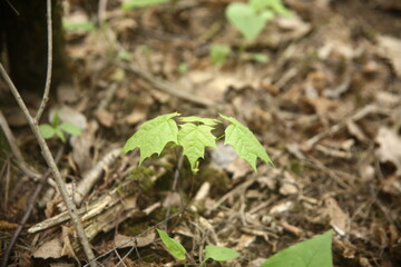 close up of a green grass