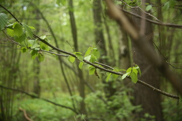 branch on the green summer forest