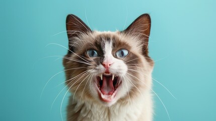 Obraz premium Snowshoe, angry cat baring its teeth, studio lighting pastel background