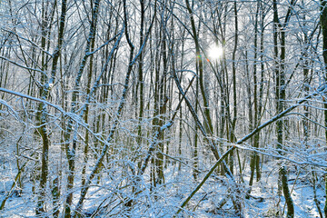 Sunlight filtering through snowy trees in temperate mixed forest