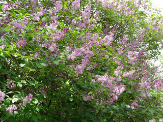 Fototapeta premium (Syringa josikaea) Hungarian lilac, ornamental tree with loose panicles of violet-lilac inflorescence and decorative green foliage in a botanical garden in Switzerland
