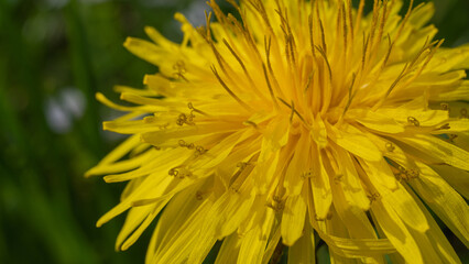 yellow dandelion flowers on a green background, close-up view