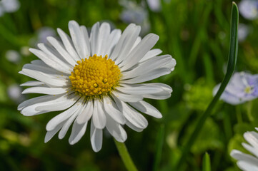 Obraz premium white field daisy and grass background, close up view