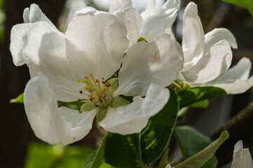 the first spring blossoms of trees, white blossoms of apple trees, plums. Selective focus, spring background
