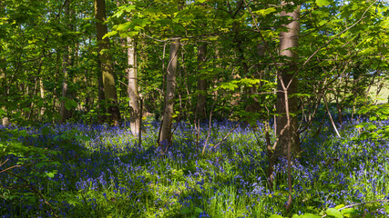 Bluebells in an English woodland