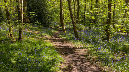 Bluebells in an English woodland