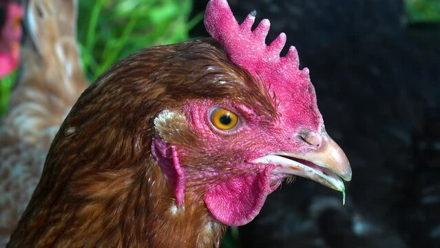 Hen head slomotion