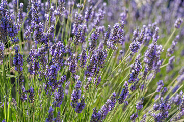 Obraz premium lavender field on a sunny day