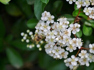 Weiße Blüten am Strauch mit Biene