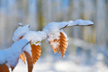 Snowcovered branch in freezing winter landscape with frost on leaves