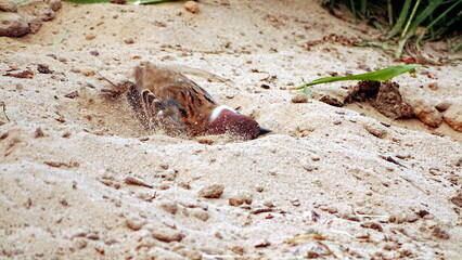 ptak mazurek © Piotr